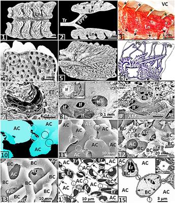 Perspectives on the Structure and Function of the Avian Respiratory System: Functional Efficiency Built on Structural Complexity